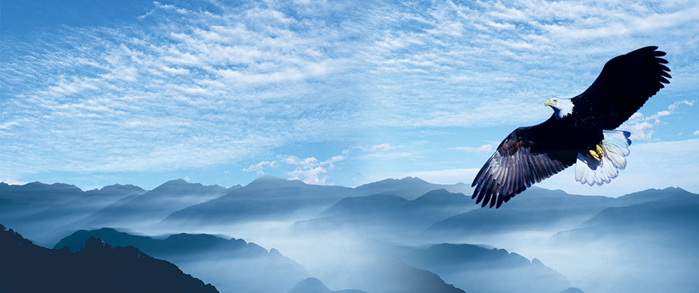 推進“雛鷹”、“飛鷹”、“精鷹”、“雄鷹”人才培養計劃！